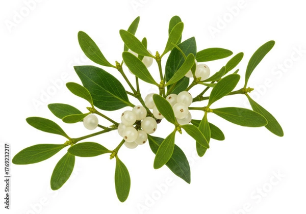 Fototapeta Isolated mistletoe branch with green leaves and white berries for festive winter decor