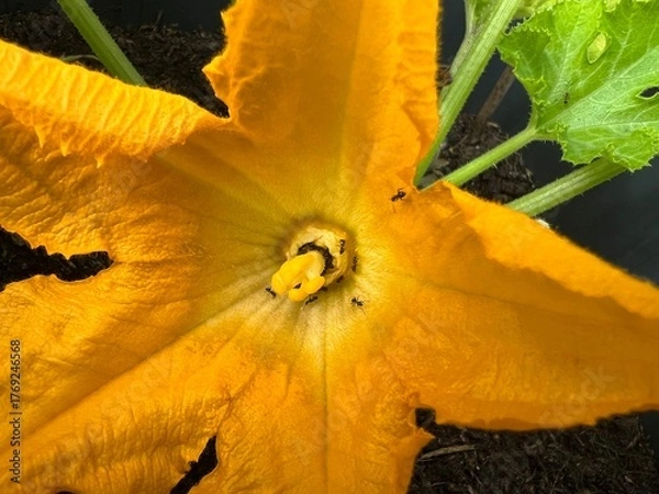Obraz Squash Blossom with Pollinating Ants