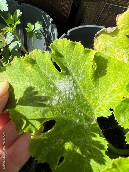 Obraz Plant Leaf Showing Powdery Mildew Disease