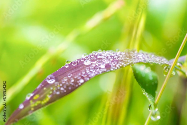 Obraz 日差しを受けて輝く朝露
