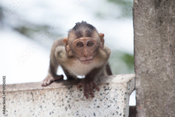 Obraz 可愛いサル