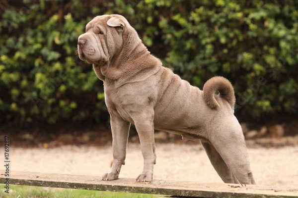 Fototapeta shar pei très attentif  pattes posées sur un banc
