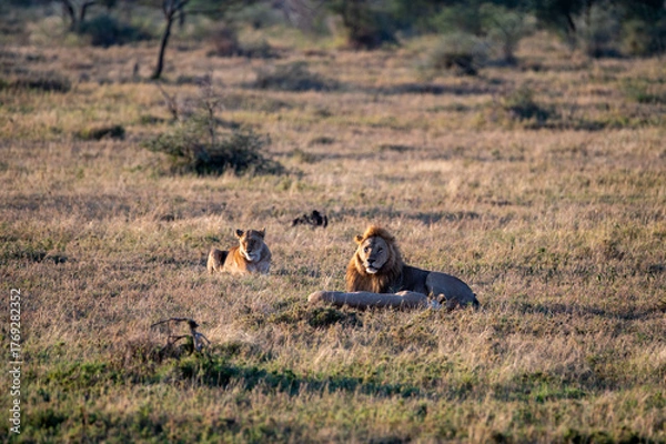 Obraz a group of lions in the bush