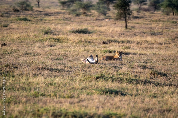 Fototapeta a group of lions in the bush