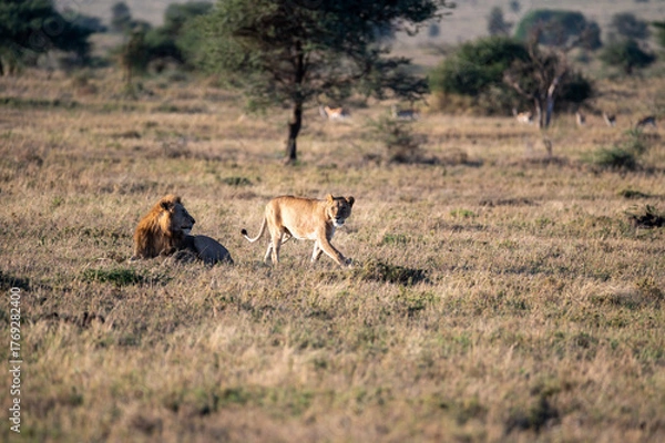 Fototapeta a group of lions in the bush