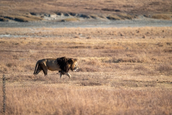 Fototapeta single male lion walking in the bush