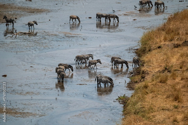 Fototapeta a herd of zebras crossing a river