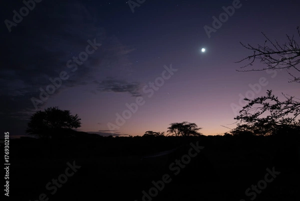 Fototapeta silhouette of trees in the african bush with the moon and stars