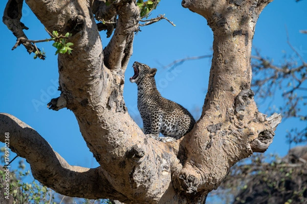 Fototapeta baby leopard cub resting in a tree