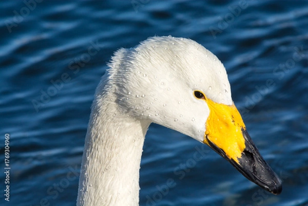 Fototapeta オオハクチョウのアップ