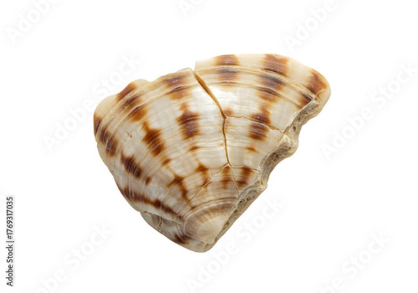 Obraz Cracked striped seashell isolated on a white background