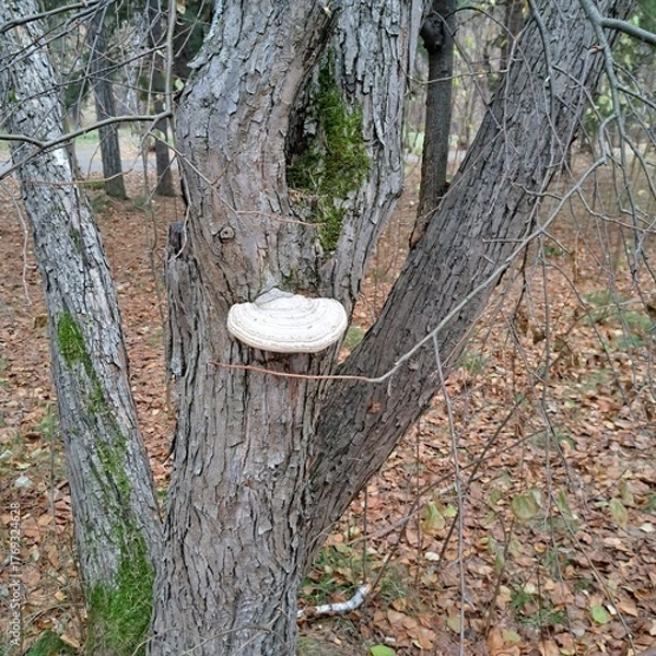 Fototapeta mushroom in the forest