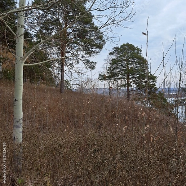 Fototapeta trees in the park