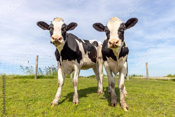 Fototapeta Two cows young heifer, authentic black and white, milker cattle, pink nose, in front of  a blue sky