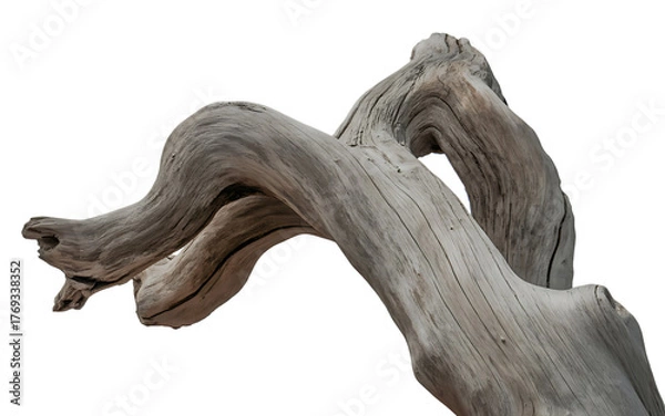 Fototapeta Gnarly weathered driftwood branch with intricate textures and curves isolated on transparent background