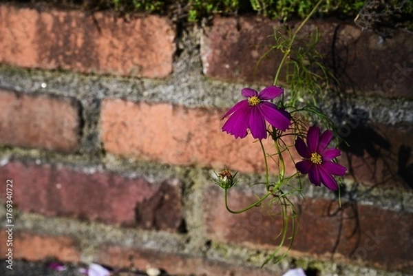 Obraz レンガの前で咲く赤いコスモス