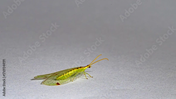 Obraz close up of chrysopidae