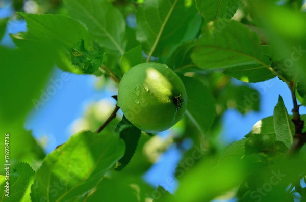 Fototapeta Green apple on apple tree branch close-up