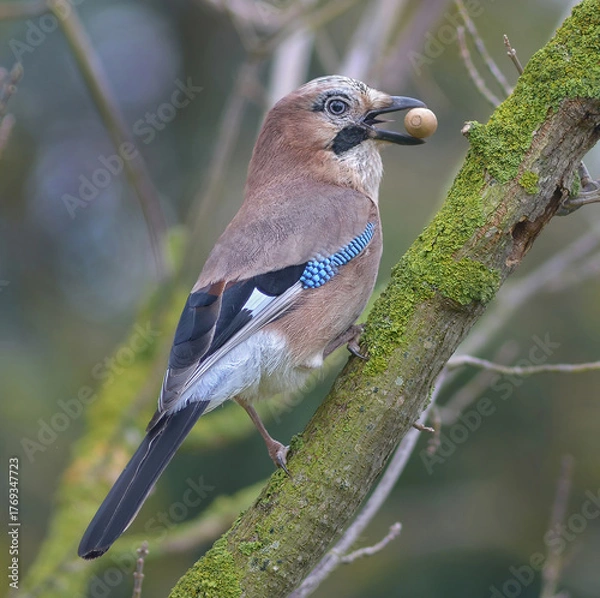 Obraz Eichelhäher, Garrulus glandarius, 