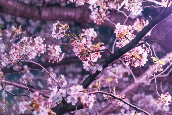 Obraz pink cherry blossom