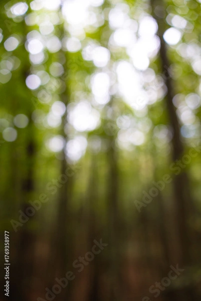 Fototapeta Blurry forest photo. Defocused tall trees in a forest.