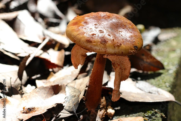 Obraz 秋晴れに艶やかな茶色いガンダケ茸（アウトドアフィールド菌＆キノコ類マクロ撮影）