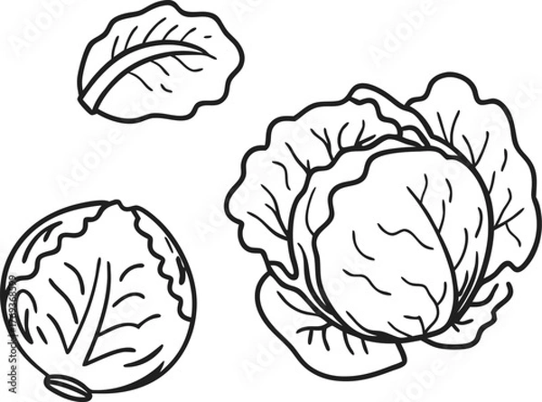 Fototapeta cabbage vector art with white background