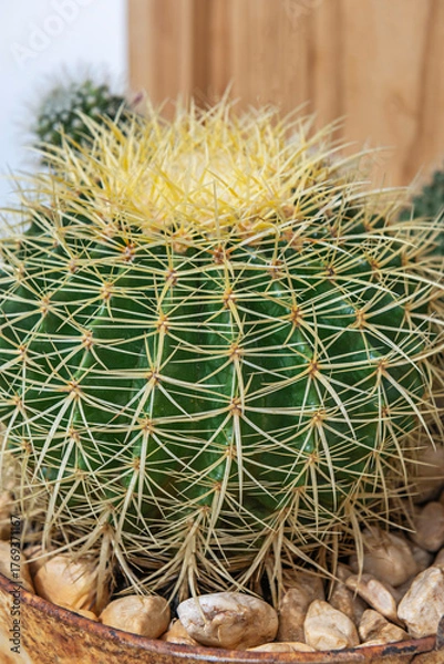 Fototapeta Mature barrel cactus with the characteristic woolly apex and curved spines that protect the plant's apical meristem