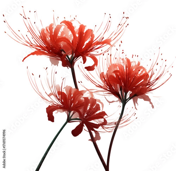 Fototapeta 3 red spider lilies, photographed from different angles, with a transparent background, in pnga