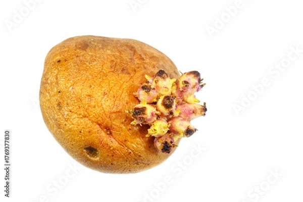 Fototapeta Potato sprouts are new plant shoots emerging from a potato's eyes or buds, which is a natural part of its life cycle for regeneration, a sign that the potato is aging and the growth is stimulated