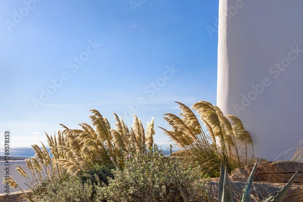 Fototapeta modern garden design with pampas grass under clear blue sky with copy space. exterior design with empty white wall and