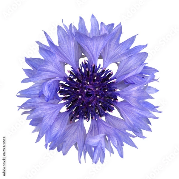 Obraz 水色のヤグルマギクの花