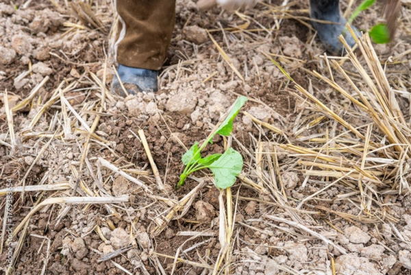 Fototapeta Newly planted rapeseed seedlings in the autumn soil