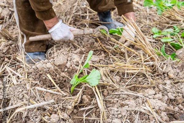 Fototapeta Newly planted rapeseed seedlings in the autumn soil
