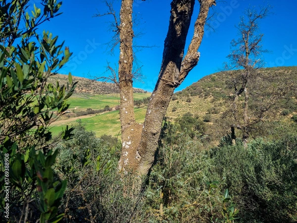 Fototapeta The beauty of nature in the countryside from the top of the forest overlooking the green fields on a sunny day