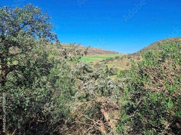 Fototapeta The beauty of nature in the countryside from the top of the forest overlooking the green fields on a sunny day