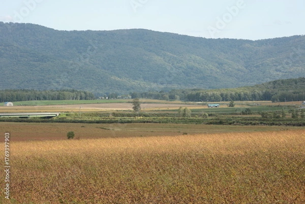 Obraz 収穫時期間近の、一面が金色の絨毯のように広がっていた初秋の蕎麦畑