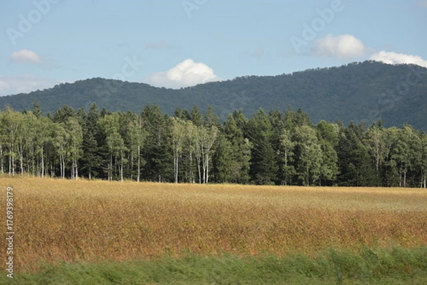 Obraz 収穫時期間近の、一面が金色の絨毯のように広がっていた初秋の蕎麦畑