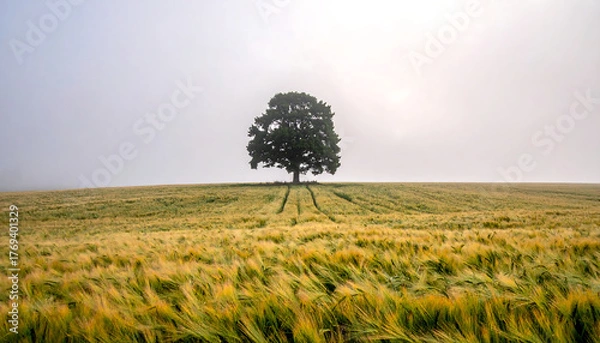 Fototapeta A single tree standing in a foggy field, minimal landscape with mysterious and calm atmosphere