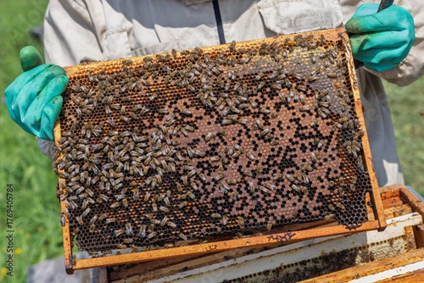 Fototapeta Beekeeper wearing a protective suit tending to beehives ensuring the well-being of the bees. Honey bees flying into wooden beehives.