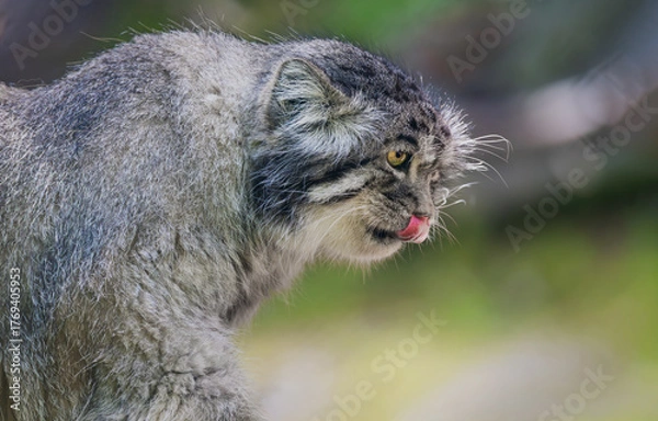 Fototapeta Pallas's cat (Otocolobus manul), also known as the manul, is a small wild cat with long and dense light grey fur, and rounded ears set low on the sides of the head.