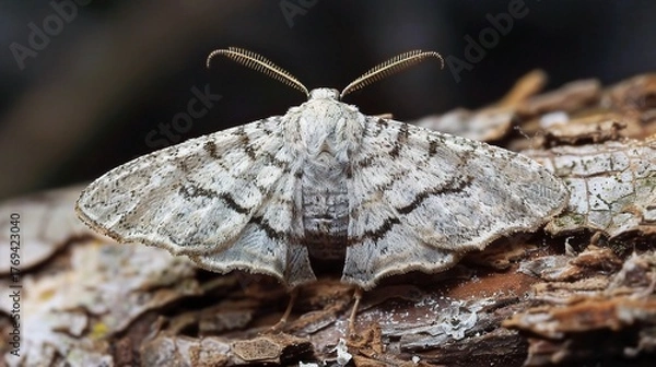 Fototapeta Moth resting on a green leaf with visible wing patterns, captured in natural daylight. The insect displays soft brown and beige colors, showcasing delicate antennae and textured wings in a peaceful ou