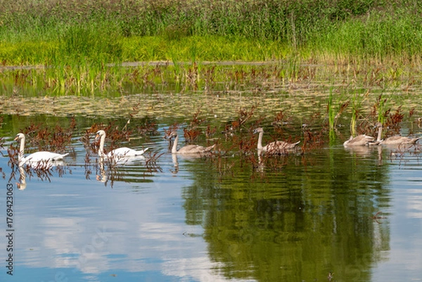 Fototapeta Graceful swans and cygnets swimming in tranquil pond with lush vegetation