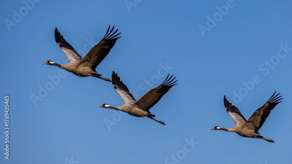 Fototapeta Kraniche (Grus grus)