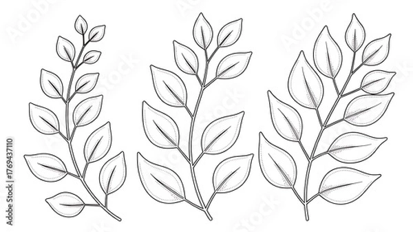 Obraz Three delicate hand drawn botanical illustrations of leafy branches with fine line detail in a minimalist style