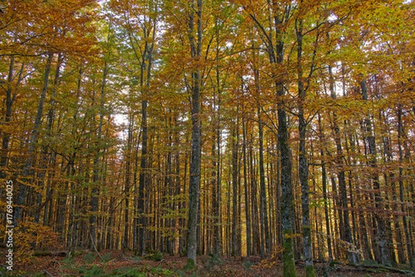 Obraz Forêt en automne
