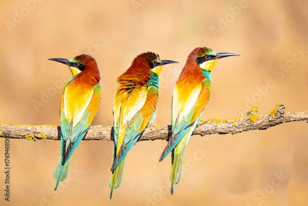 Fototapeta Bee-eater
