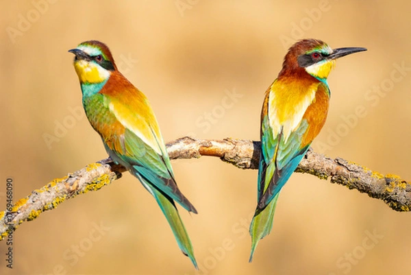 Fototapeta Bee-eater