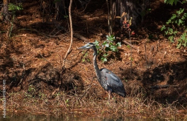 Obraz Great Blue Heron with a pond reflection