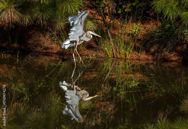 Obraz Great Blue Heron with a pond reflection